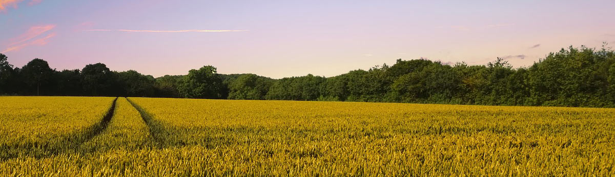 Corn Field